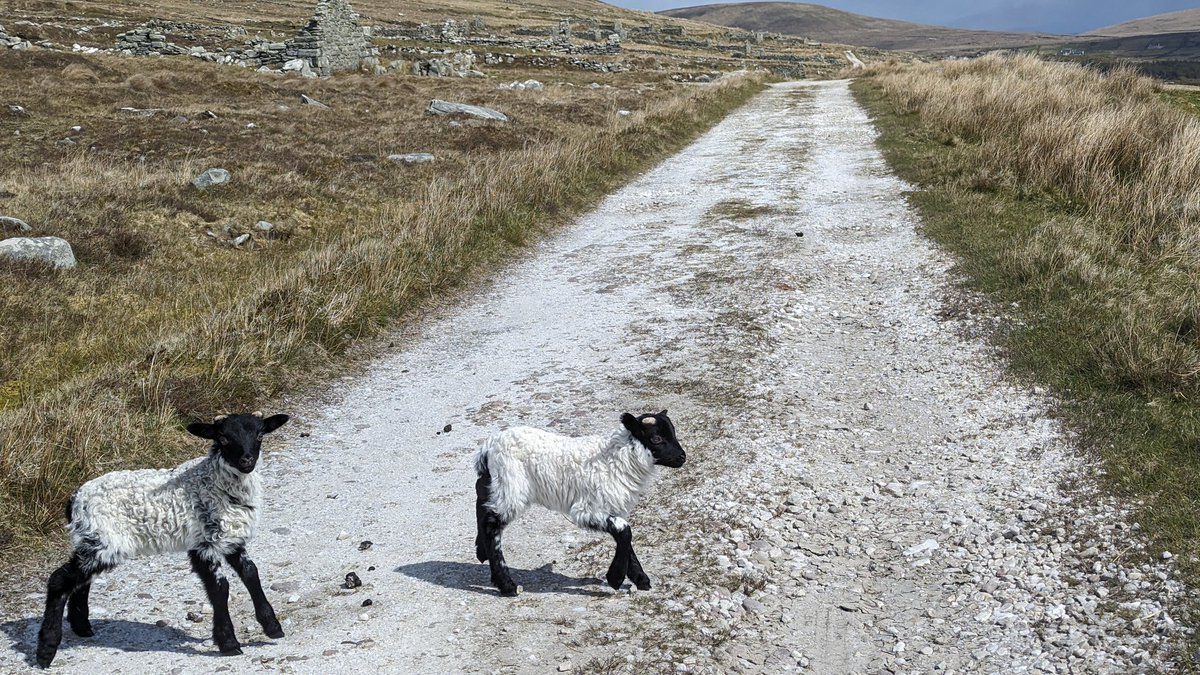 Achill lambs in the deserted village! #mayo #lamb #hiking #walking #outdoors @themayonews @MayoNorth @IrelandWalking