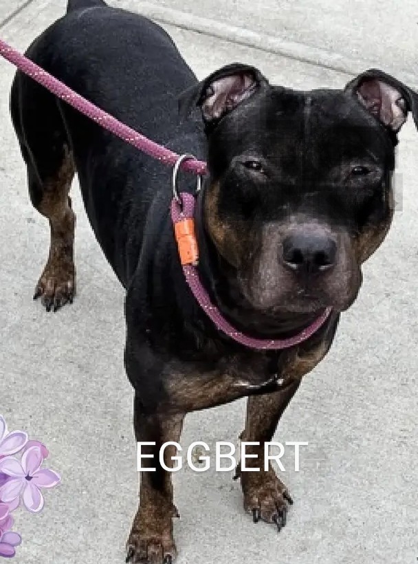 EGGBERT💙 197669 #NYCACC 💉4/27 EGGBERT is 2 yrs old & surrendered for scuffle with another dog😔 Friendly & playful w/strangers, kids, dogs & cats! Housetrained⭐ Likes to be where people are🤗 Master of fetch🥏 Has skin allergies/treatable! PLEASE FOSTER/RESCUE🙏
