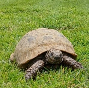 AlbertTortoise's tweet photo. This is #ALBERTthetortoise reporting and asking Where did the sun go. Wet, grey day. Managed a #patrol. Bath, decent feed. Then worked on napping technique. Have a good #weekend. #TakeCare https://t.co/ifzLh573KF
#tortoise #lawn #turtle #garden #ComeOnSpring #sunshine https://t.co/4OBoT9LLpK