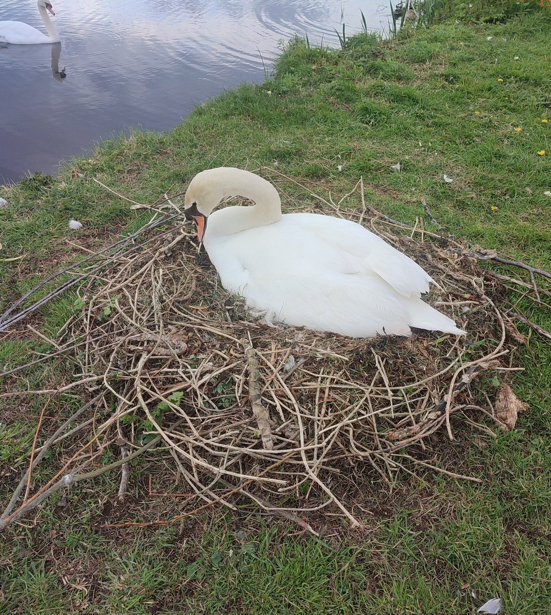 the swan on her nest, by the canal towpath on the way to the pub