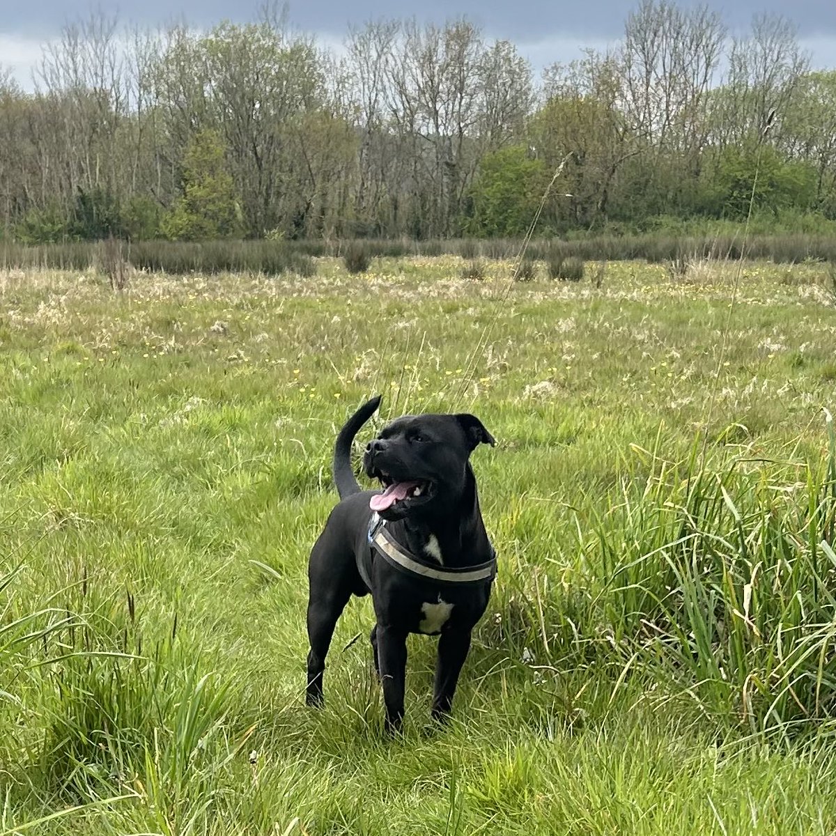 Happy #staffiesaturday pals #frank