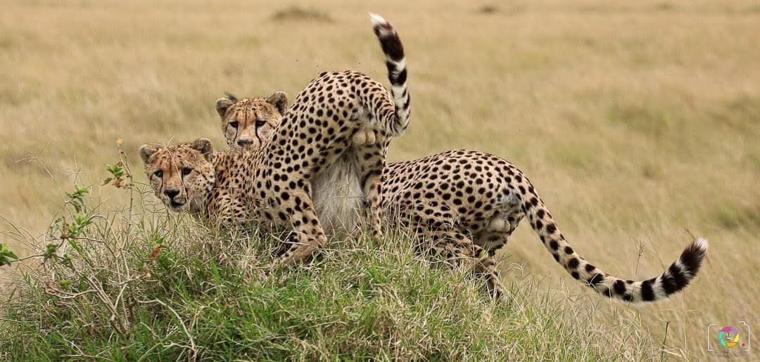 The vigilantes of Masai Mara 🇰🇪
@WildlifeMag 
@IndiAves 
@ThePhotoHour 
@natgeowild 
#wildlifephotography 
#BBCWildlifePOTD 
#wildlife 
#bigcats