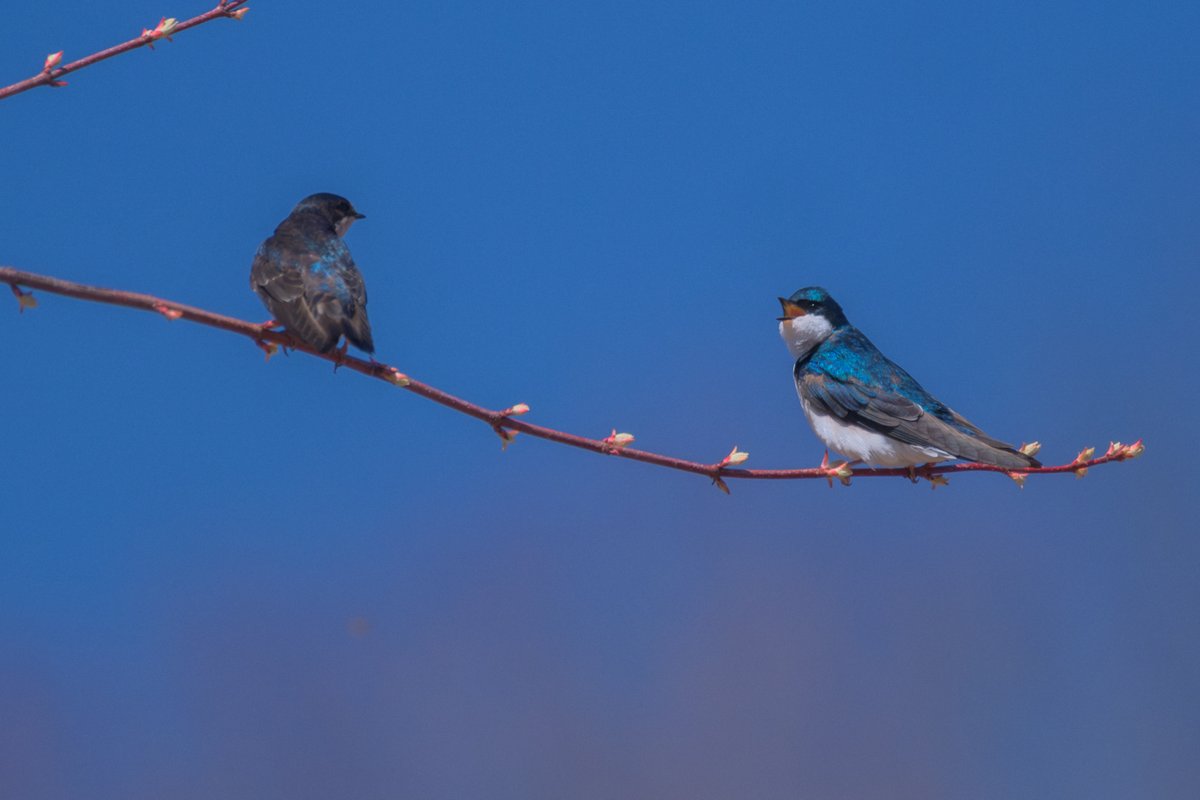 LightNatures's tweet photo. Male Tree Swallow

#BirdsOfTwitter #BirdTwitter #birdphotography #wildlife https://t.co/ulGdu9yxYz