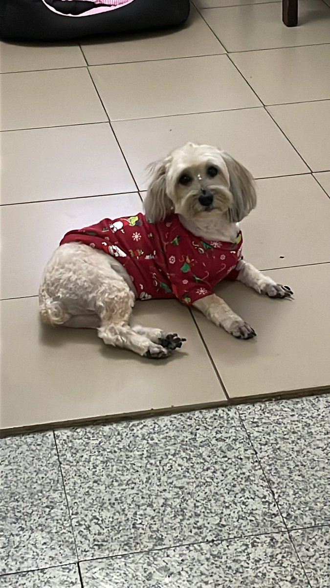 ROSIEDIVYS's tweet photo. Señora … 🐾 https://t.co/iDIQ0wjpJG