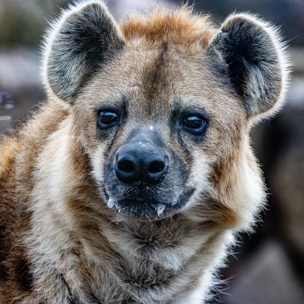 The Toronto Zoo tweet media