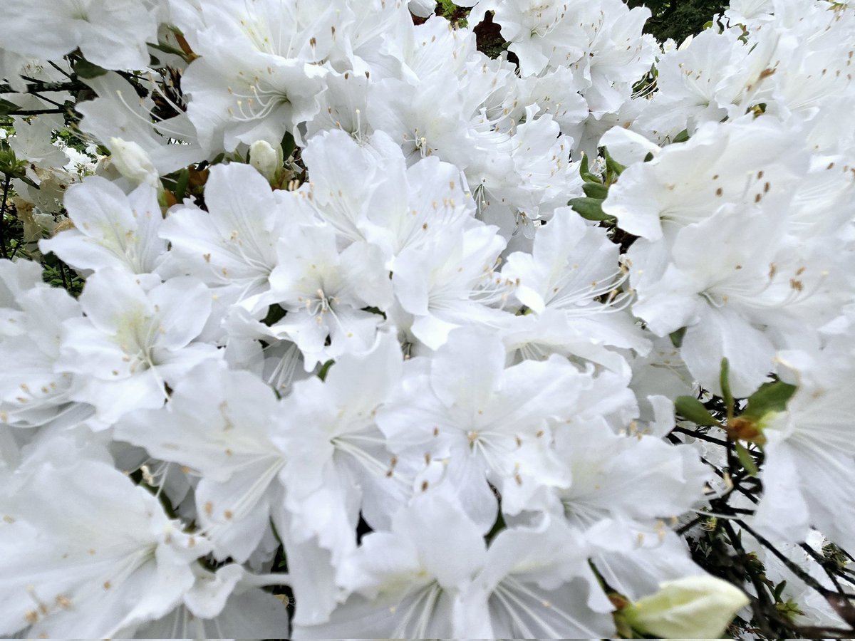 Just a glimpse of the HUGE azalea bush. This time of year is magic in the mountains. Ok, every time of year possesses its own magic here. #mountainlife