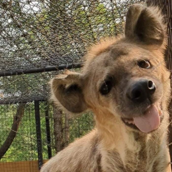 The Toronto Zoo tweet media