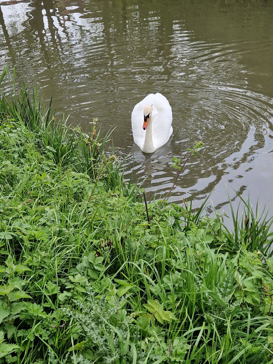 Fabby, sunny, windy & chilly at times; 3mile canal walk passing by my bridge - obviously! Had some company & great to see the baby ducks swimming; gorgeous! So lucky to have this on my doorstep! @CanalRiverTrust @KennetAndAvon #walking #ukrunchat #running #nature 🪙❤️🥳🦆