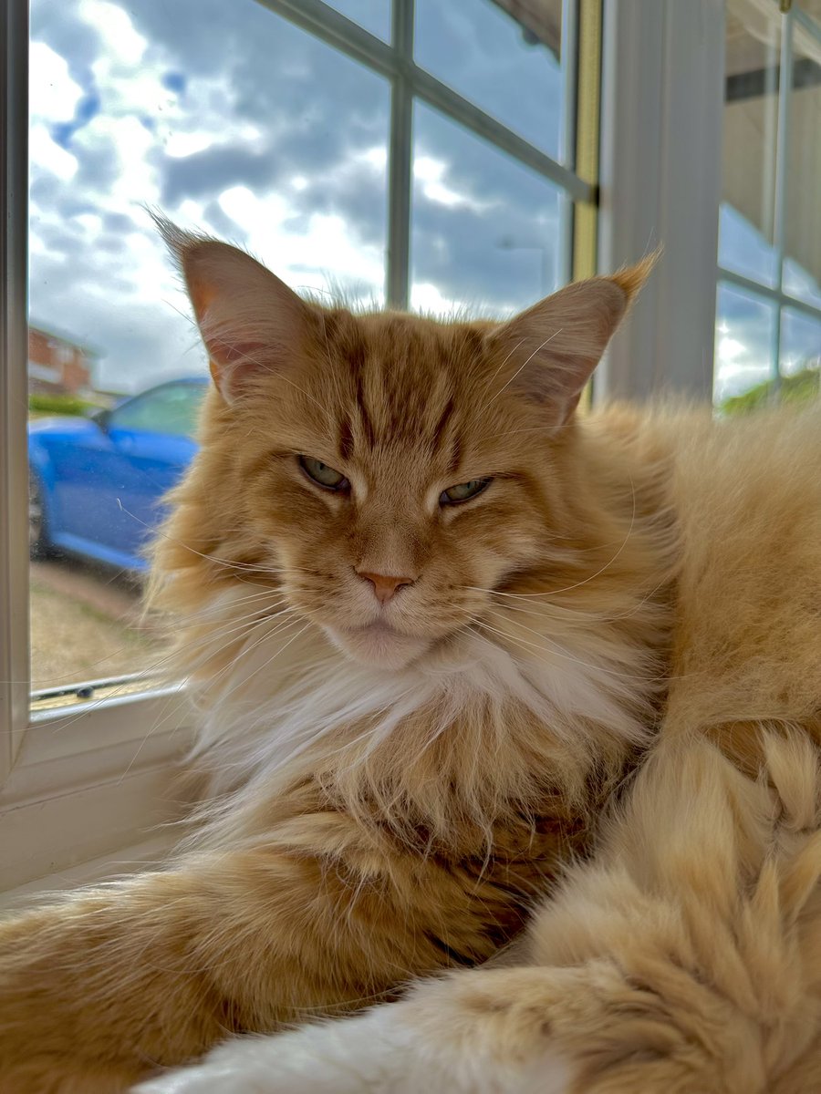 #caturday swagger from a sunbathing Buddy! This window is his favourite spot when the sun comes out. Be nice if he got to use it more than one day a year 😹😹🦁🦁 #teamfloof #CatsOfTwitter