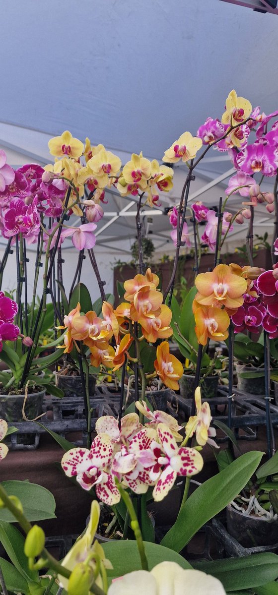 Adoro le orchidee 😍😍😍