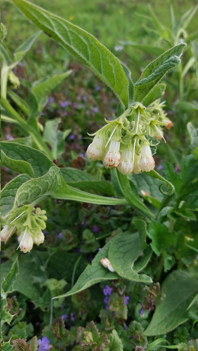 Zoveel soorten bloemen in de boomgaard. Het is een gezoem van jewelste met allerlei bijen.