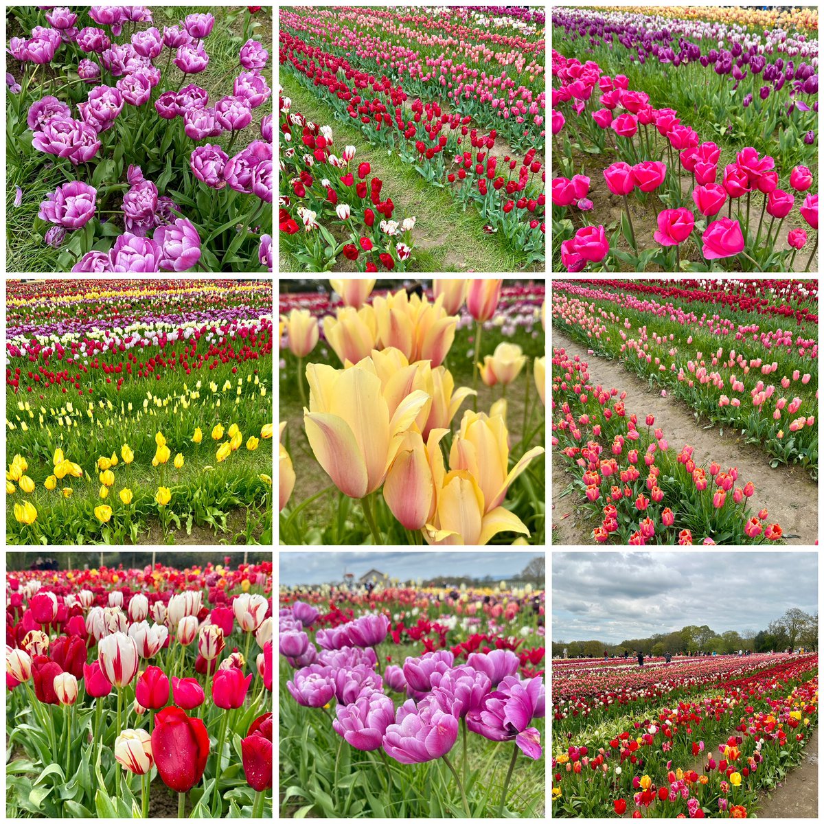 A few more from Tulleys Farm💚🌷💚#Flowers #Gardening #Tulips