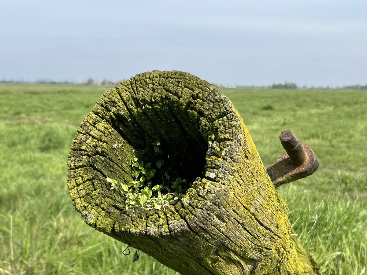 Liebesschloss #Ostfriesland
#Natur #Wochenende #Wunderschön #Niedersachsen #Moin