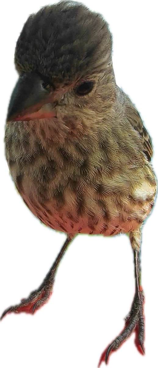 Adorable house finch.

#birdbuddy #birdnerd #birdwatching