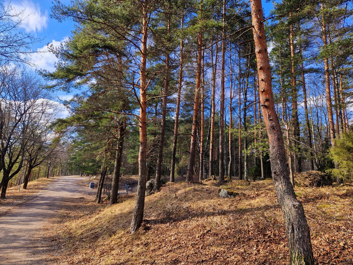 riittaelisa's tweet photo. Wau❣️ Luonto heräämässä, aurinko paistaa siniseltä taivaalta sekä lintujen kaunis konsertti.
🥰🌲💚🌞 #ulkoilu #hetki #Lahti https://t.co/Fm80dS7DL1