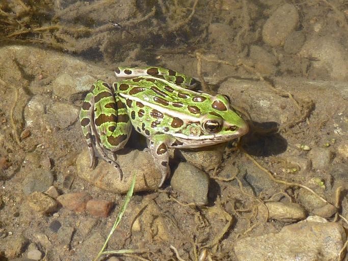 🐸 It's Save the Frogs Day! DYK Central Florida has 16+ native frog species? These amphibians are environmental superheroes, playing a vital role in ecosystem balance. Head to a Green PLACE property, bit.ly/3PPvbxN & tune into the symphony of croaks. Let's hop to it! 🌿