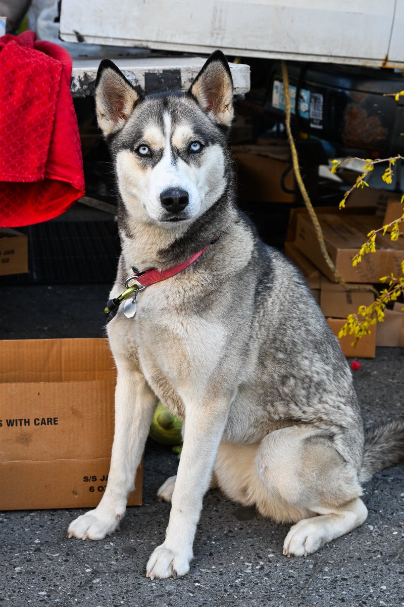 Snowy, Siberian Husky/German Shepherd mix (2 y/o), Union Square, New York, NY • “She doesn’t come when she’s called. If she got loose right here, I would have one of you go out and call her because she would come to you; she wouldn’t come to me. She thinks it’s a game.”