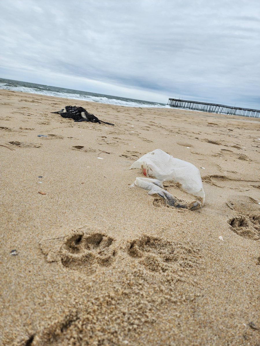 Ballroom vs birdie..... #5PiecePickUp #StopLittering #LitteringIsTrashy #MyOneThing #OCMD #LeaveOnlyYourFootprints