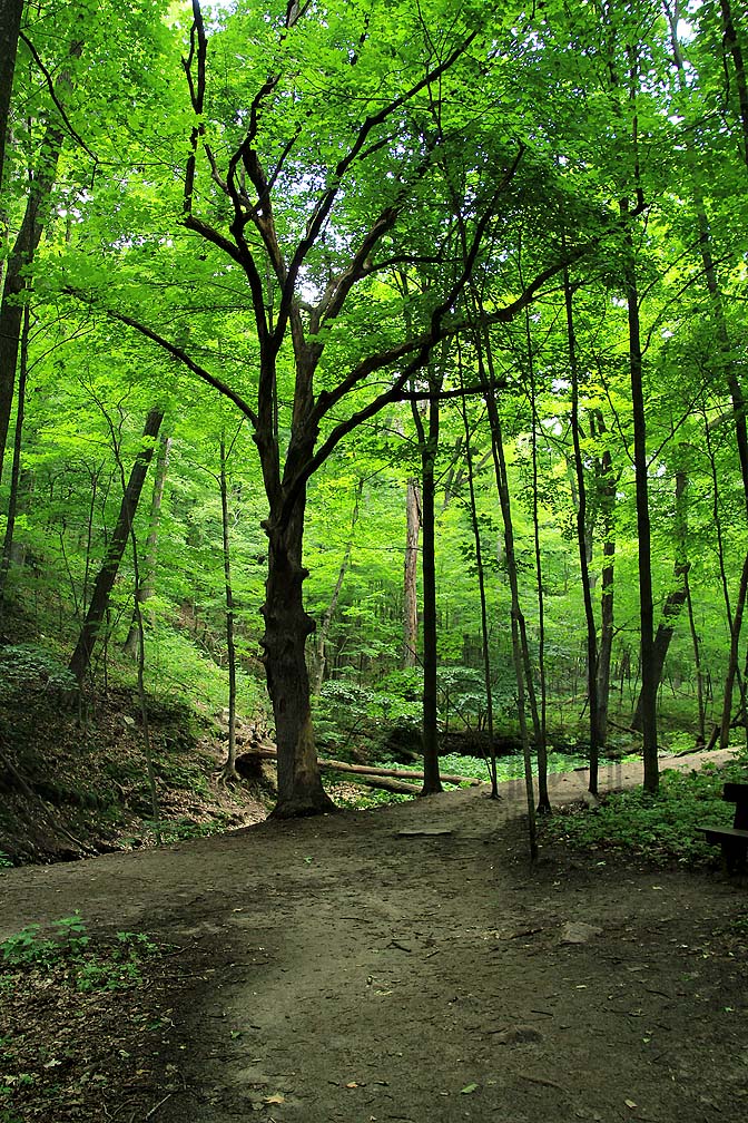 Trees on the path through at Parfrey's Glen- Devil's Lake State Park- #Baraboo, Wisconsin . (6-27-2017) #KevinPochronPhotography #kjpphotography 

#Canon #CanonFavPic #Photography #NaturePhotography #LandscapePhotography #Photography #Wisconsin #trees #woods #Nature

@CanonUSA