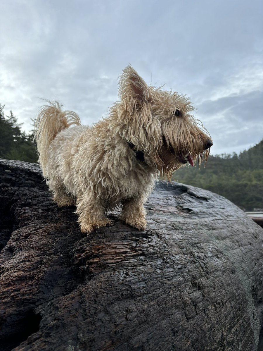 @gtconway3d Here’s mine. Ragamuffin. At Tofino last month. Fun on the beach. 🏖️