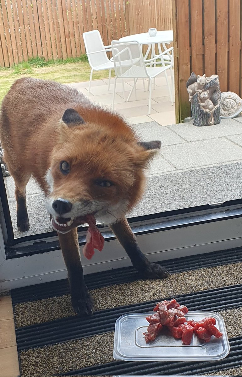 Elvis...early dinner today 🥰🦊💚
