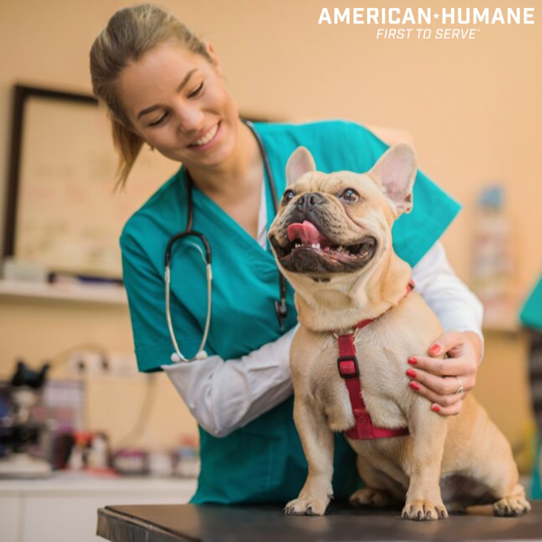 On this World Veterinary Day, we celebrate the incredible work of veterinarians, who work tirelessly to ensure our animals are healthy and happy. From routine checkups to lifesaving treatments, we applaud your dedication to animal welfare. Thank you for all that you do!