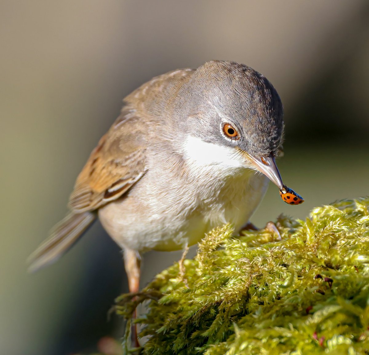 One from this morning, Common Whitethroat with lunch so todays thread dinner time