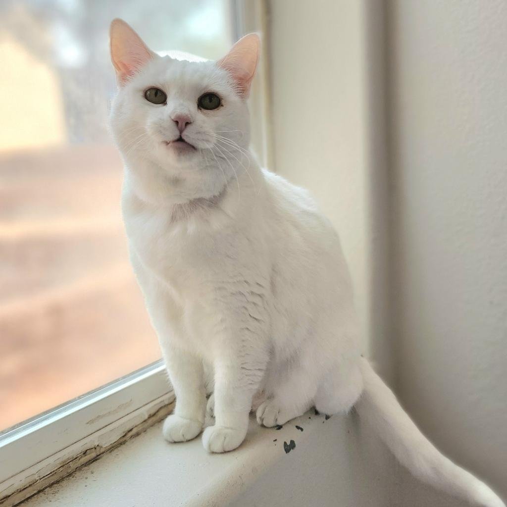 Some say Voyageur prefers people over other cats, but we like to think she's an ✨independent queen✨ This gorgeous senior girl is currently calling our Sanctuary home, but she'd love to call your home hers, instead 🥰🧡 #SaveThemAll #NoKill2025