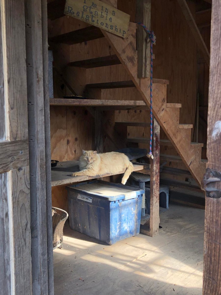 Simba waiting and looking all regal.

#SES #SilverEagleStable #Caturday #BarnCats #BarnLife