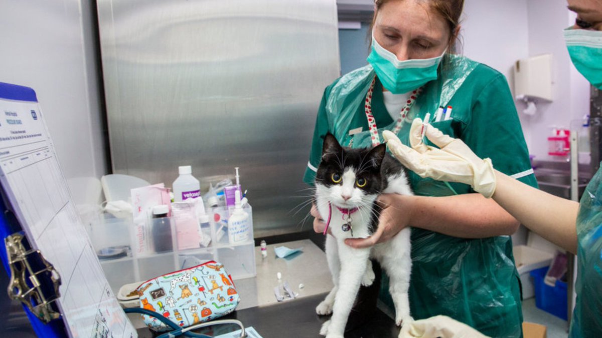 Join us in celebrating heroic veterinary teams who devote their lives to helping animals every single day. Thank you for your hard work and dedication to the wellbeing of every kind. We certainly couldn't do what we do without you. 💜 #WorldVetDay