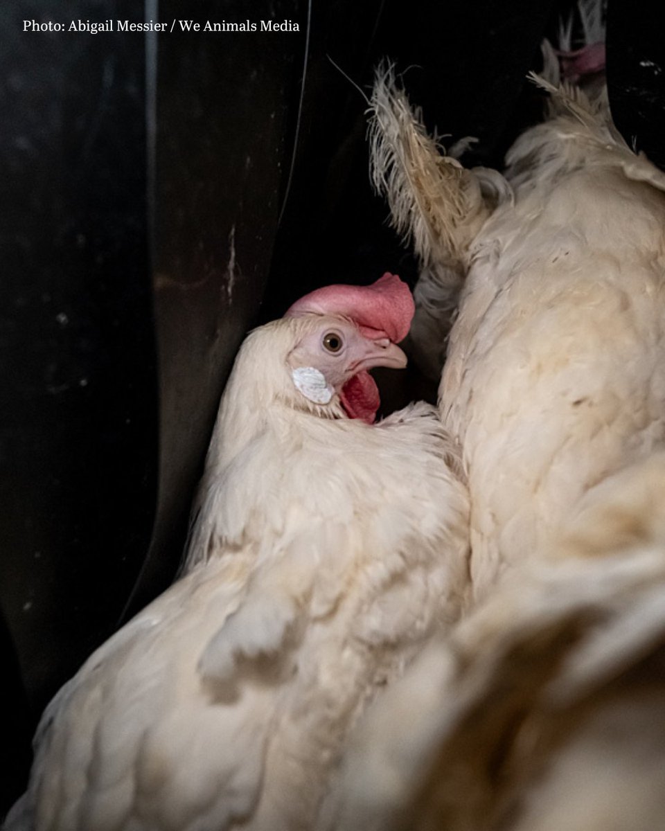 These hens are locked in what egg farmers call an “enriched” cage—an enclosure that is just slightly bigger than a conventional battery cage. These cages are marketed as a kinder way to house hens, but the birds are still confined to filthy, crowded conditions 😧