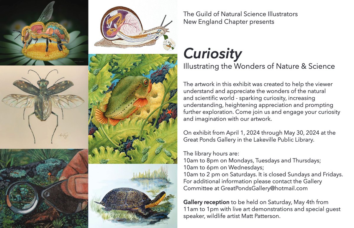 The GNSI New England Chapter invites you to enjoy their newest exhibition, Curiosity: Illustrating the Wonders of Nature & Science. Visit the Great Ponds Gallery in the Lakeville Public Library (MA) til May 30, 2024, and attend the reception on Saturday, May 4, from 11am - 1pm!