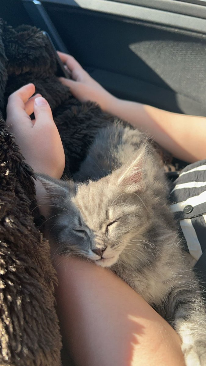 MetalMonkeyThe7's tweet photo. Say hi to our new family member. His name is Corey Taylor. 😻🙀 https://t.co/G8UPLz54Vi