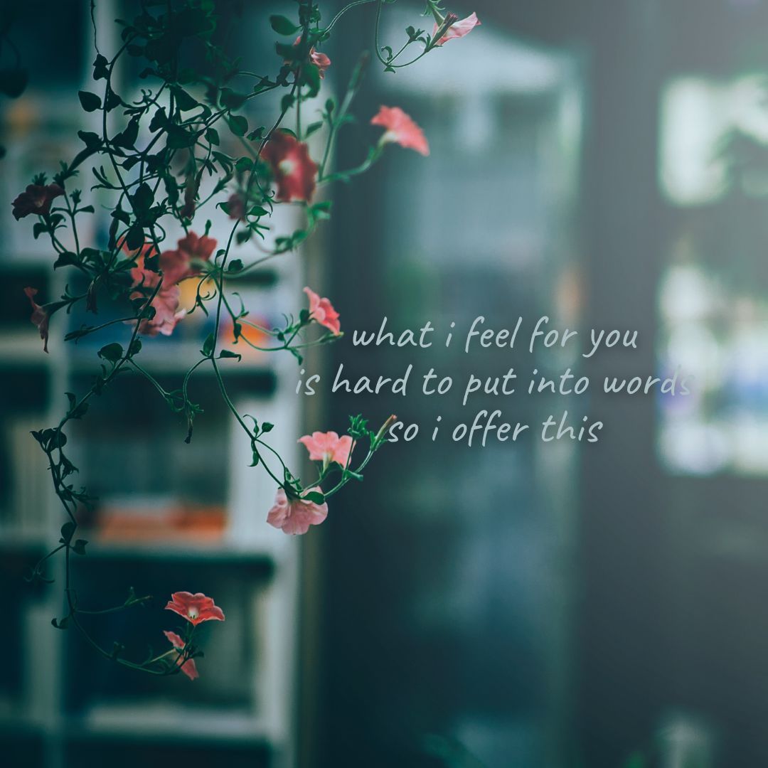 what i feel for you
is hard to put into words
so i offer this

Image by Phan Minh Cuong An (buff.ly/4bq8ZTt) from Pixabay

#dailyhaiku #dailypoem #haiku #madewithpixabay #poem #poetry #poetrycommunity #sglit #sgpoetry #singlit #writer #writing #writingcommunity