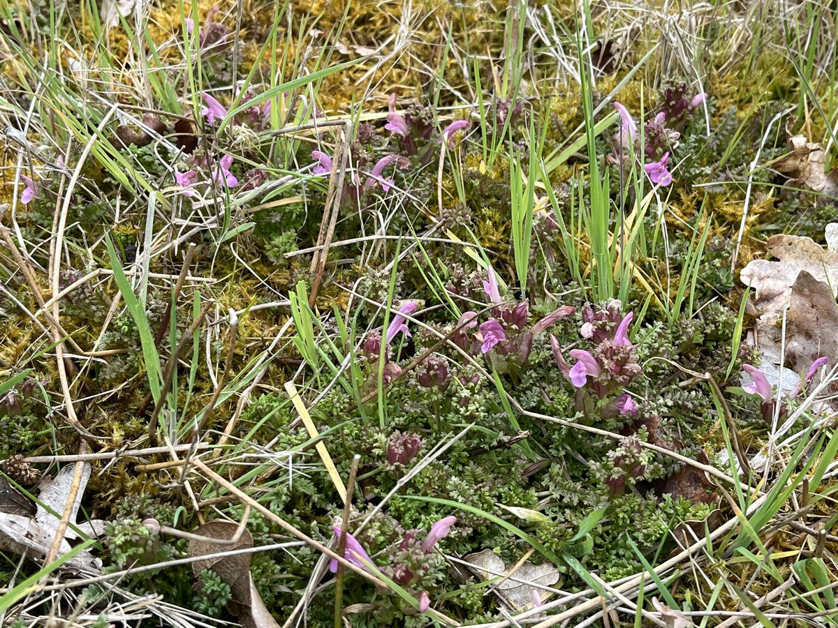 More fruits of EFC Volunteers labour directed by @CoLEppingForest ecology team - a new 100sqm patch of the rare Lousewort (see @BSBIbotany 2020 online Flora Atlas) expanding after >10yrs of dedicated glade restoration & conservation grazing. One dividend of this wet spring😊
