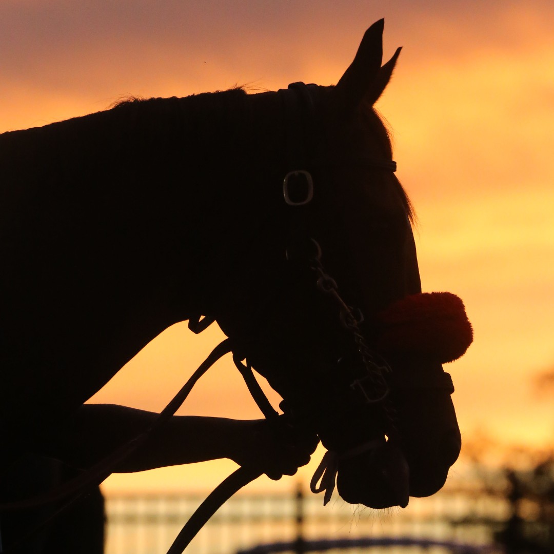 Happy World Veterinary Day to all the compassionate and dedicated vets all over the world & especially for those who work with our beautiful horses! 🌟 💖 #WorldVeterinaryDay #CelebrateVets #HorseLover Photo Credit @CoadyPhoto GAMBLING PROBLEM? CALL 1-800-GAMBLER.