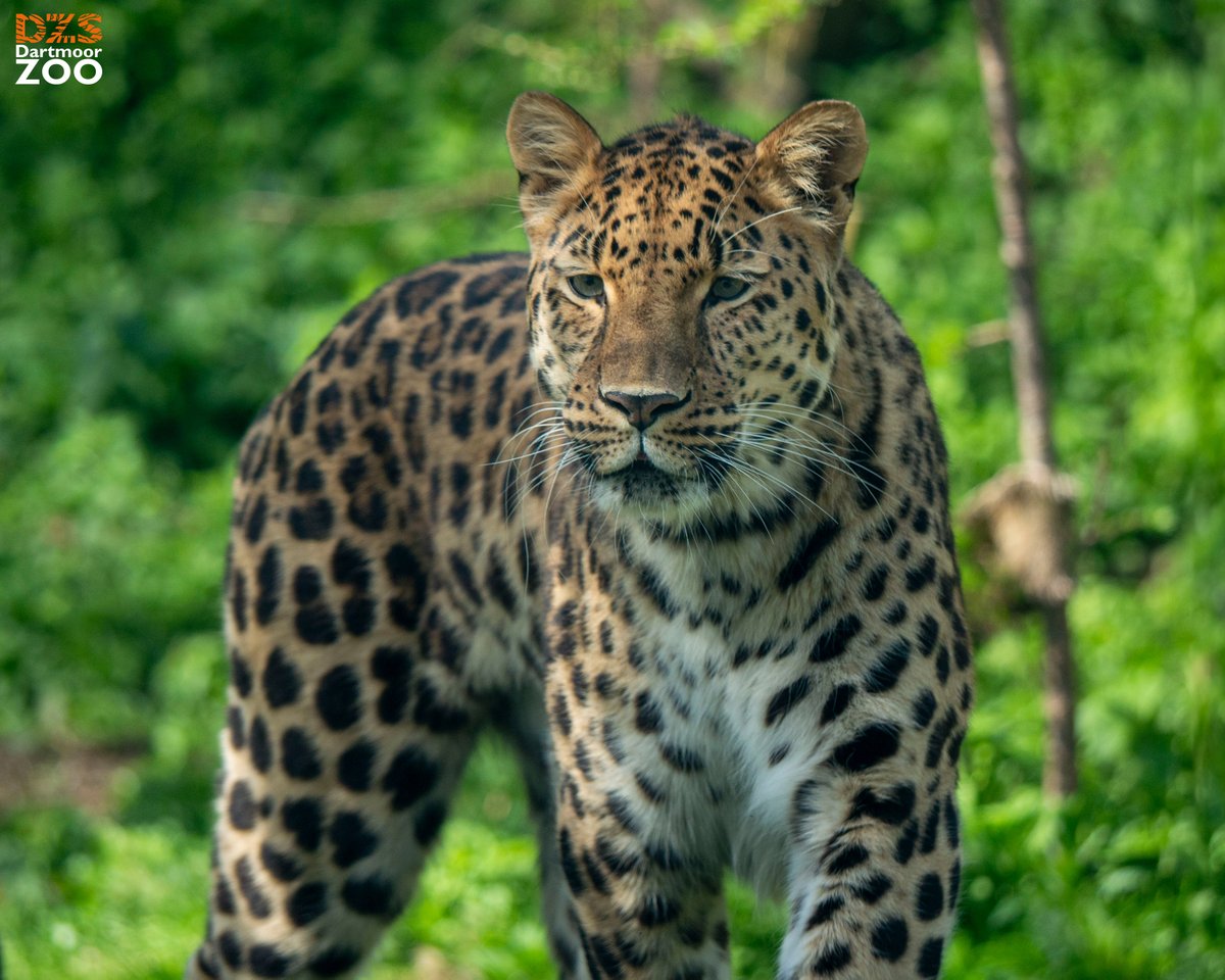 The stunning Freddo 🐆 📷 Marketing Kira #DartmoorZoo #DZS #Devon #AmurLeopard