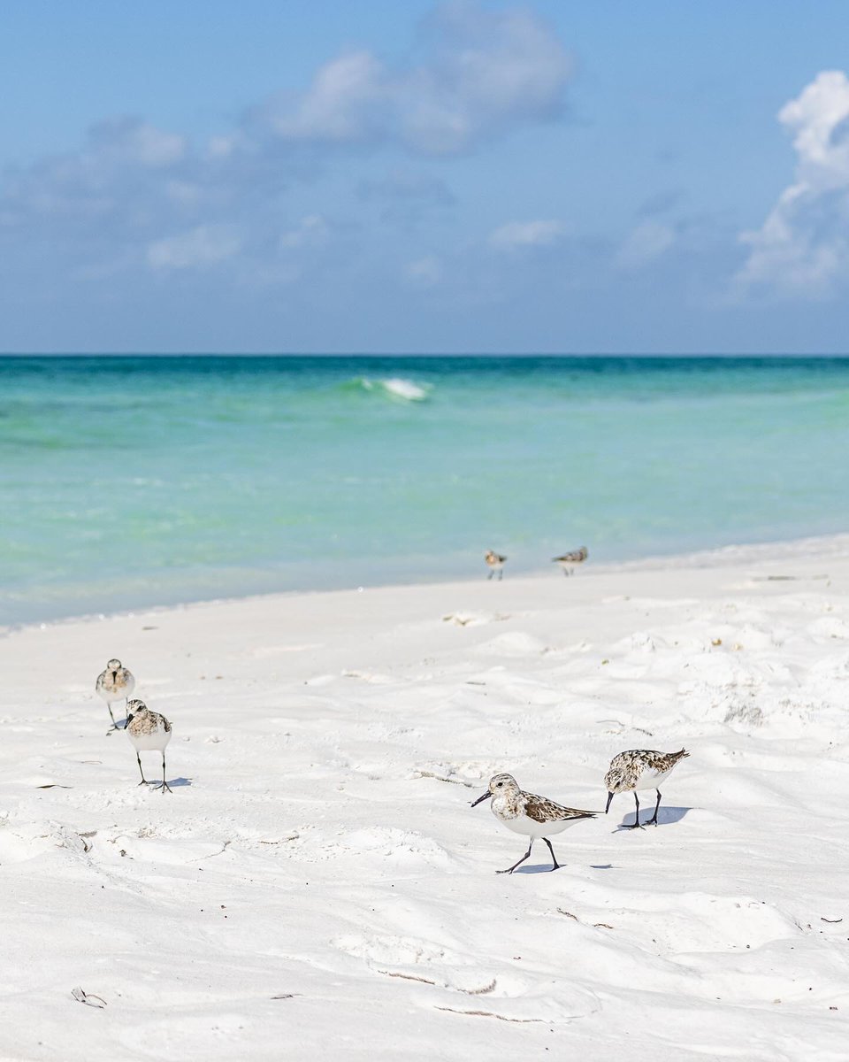 oh to be a bird on the beaches of #SouthWalton 💭

📸: mandysphototiles on Insta