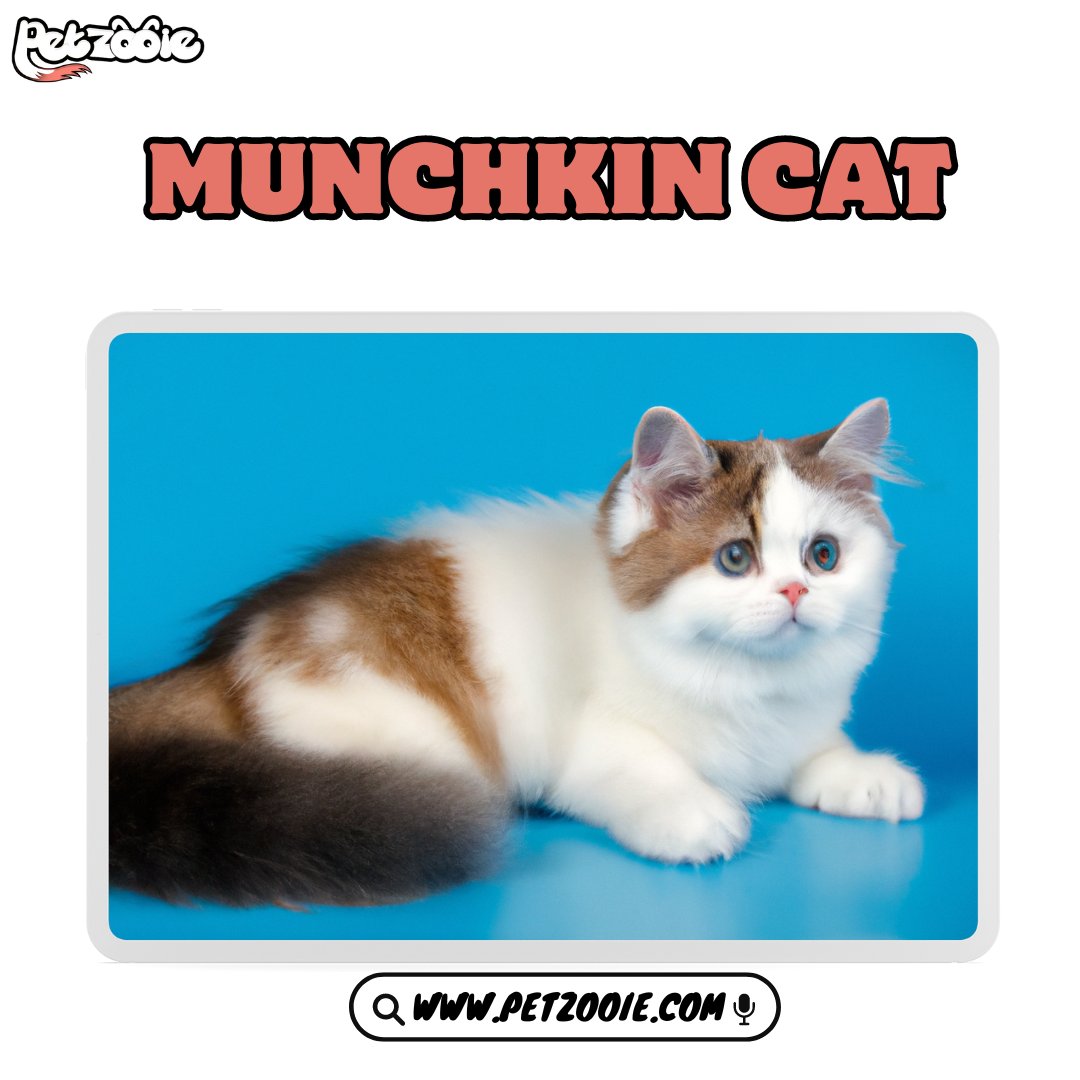 Munchkin Cat

learn More about it from Here:

petzooie.com/pet-breed/cats…

#PetRecipes #FoodiePets #puppiesofinstagram #golden #puppies #goldenretrievers #goldenpuppy #animals #dogsofinstagram #puppygram #cutest_goldens #PetFitness #ActivePets #cutestgoldens #goldenlove #puppylove