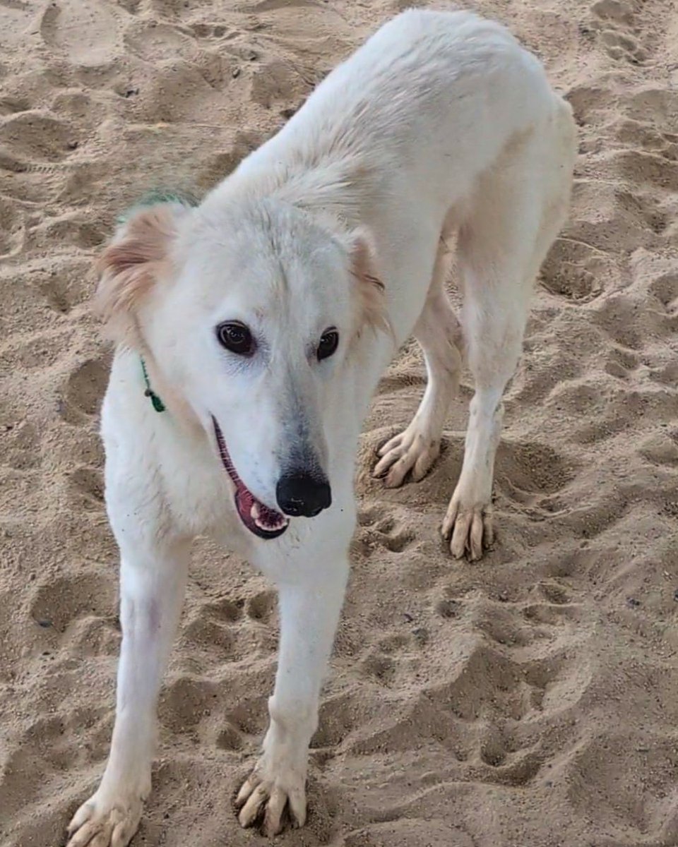 Meet Steve 💙 Steve is a wonderful dog who is great with other dogs, loves to play and is very affectionate. He's made great friends at the Centre, he is young ,loves his zoomies, but is happy to curl up for a rest after. 🐶: ispca.ie/rehoming/detai…