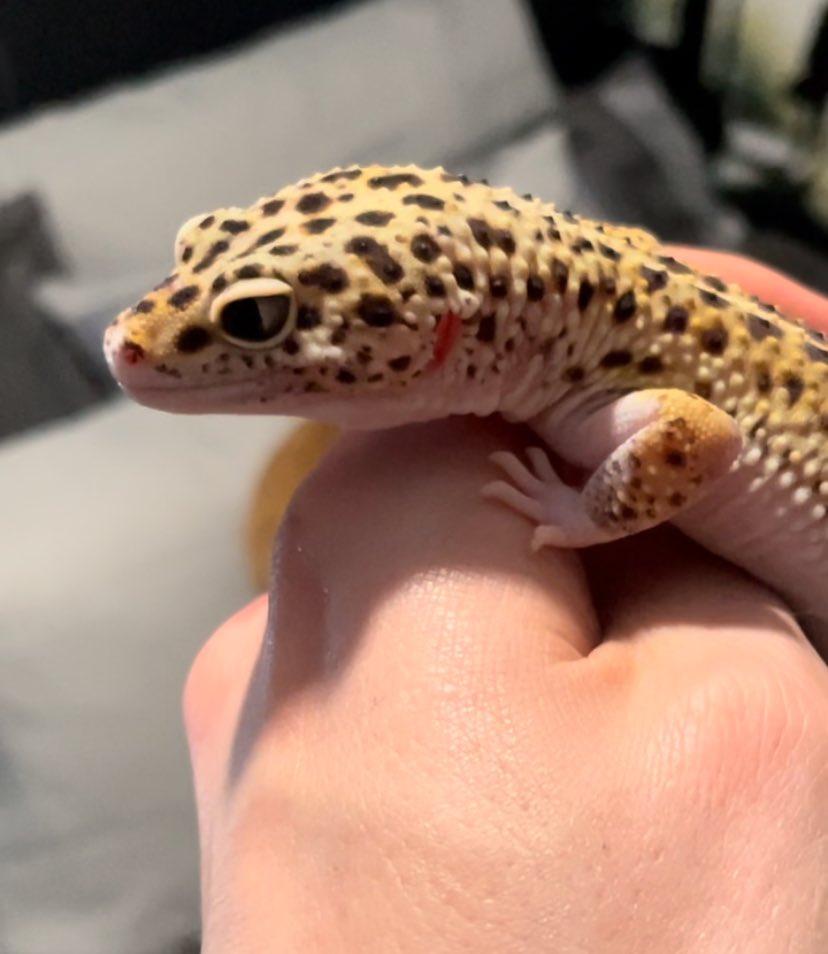 Rodderzs tweet media