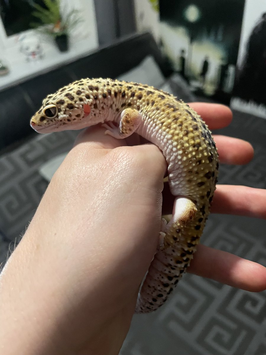 Rodderzs tweet media