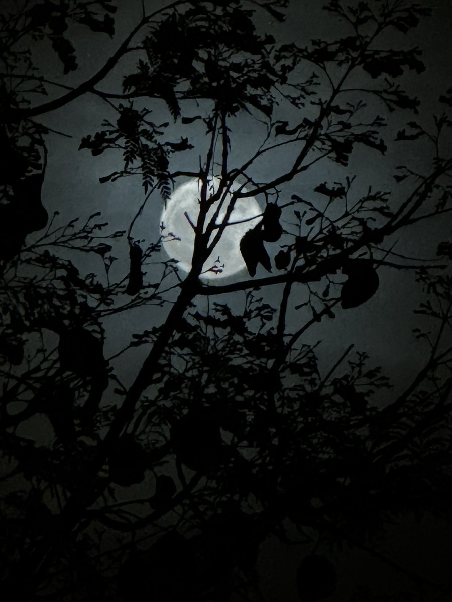 Moonlight Sonata: Where moon meets trees! رات پھیلی ہے تیرے سرمئی آنچل کی طرح چاند نکلا ہے تجھے ڈھونڈنے پاگل کی طرح