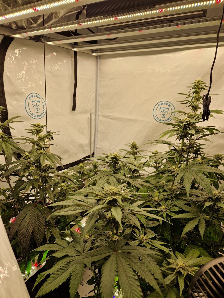 It's just a plant nothing technical
I don't care about your numbers or your maths 😭 the only number I care about is this one .. 5.8 

Read your plants they tell u everything 
#greenleopard #coco
#seaofbeam #g630w #p320