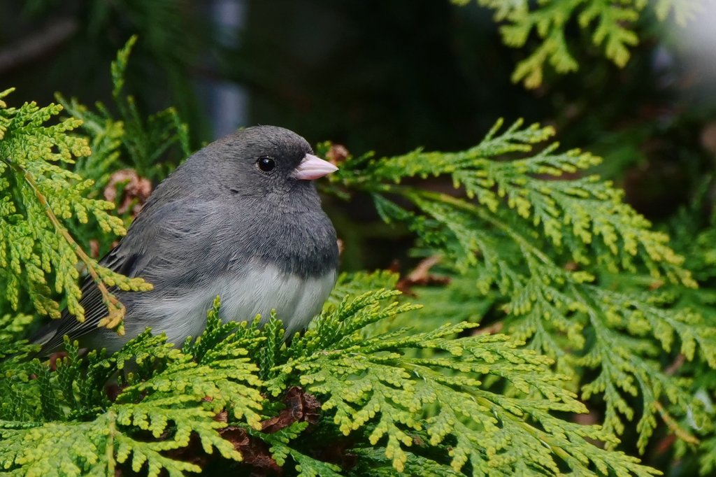 Noice views of the Dark-eyed Junco in Hartlepool this afternoon with @S_Barrell