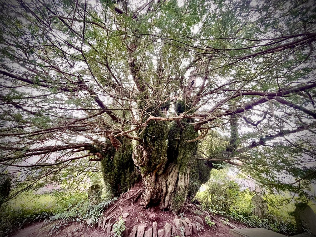 The Defynnog Yew tree. It’s around 3000 years old- give or take a 1000 years. 🌳 🏴󠁧󠁢󠁷󠁬󠁳󠁿