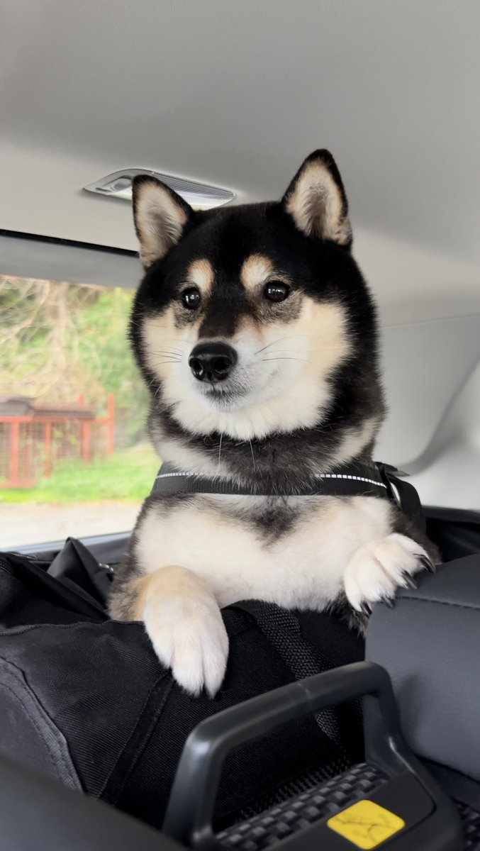 ワクチン集団接種の集団に圧倒される6年生
#柴犬