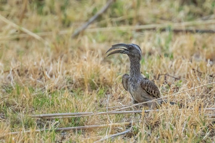 Art of the Day: 'African Grey Hornbill, No. 3'. Buy at: ArtPal.com/belindagreb?i=…