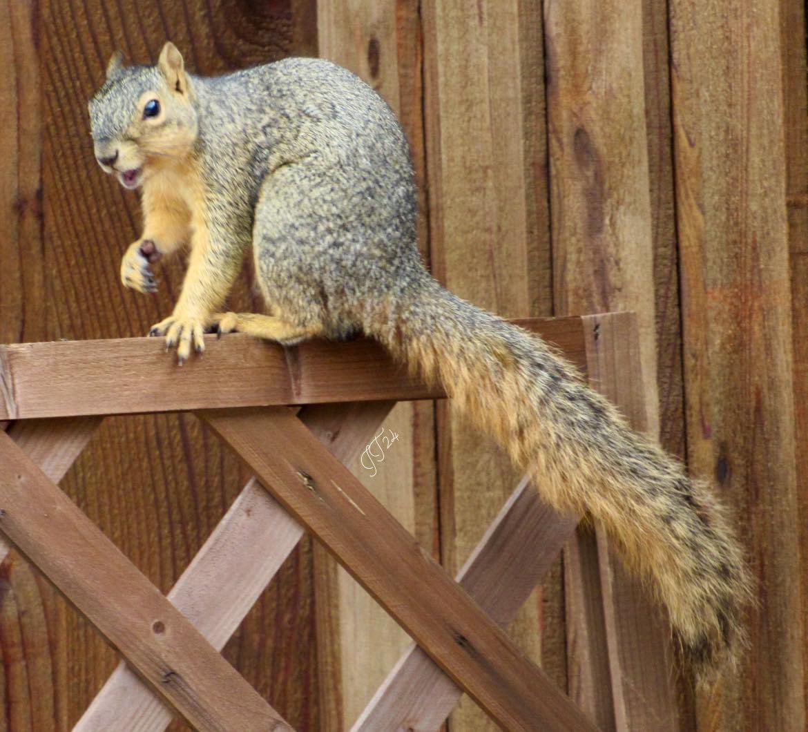 Got a thumbs up 👍🏻 from the squirrel this morning…. 😁