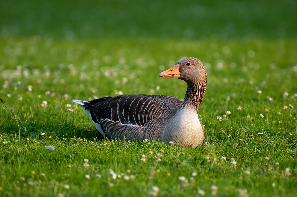 New from #RSOS: Aggressiveness predicts dominance rank in greylag #geese: mirror tests and agonistic interactions. Read the full paper: ow.ly/bS4450R8uCR